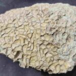 Catenipora Coral fossil from Gotland at the online store www.fossilcave.com