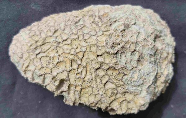 Catenipora Coral fossil from Gotland at the online store www.fossilcave.com
