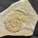 Subplanites Ammonite at the online store www.fossilcave.com