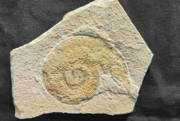 Subplanites Ammonite Subplanites Ammonite at the online store www.fossilcave.com