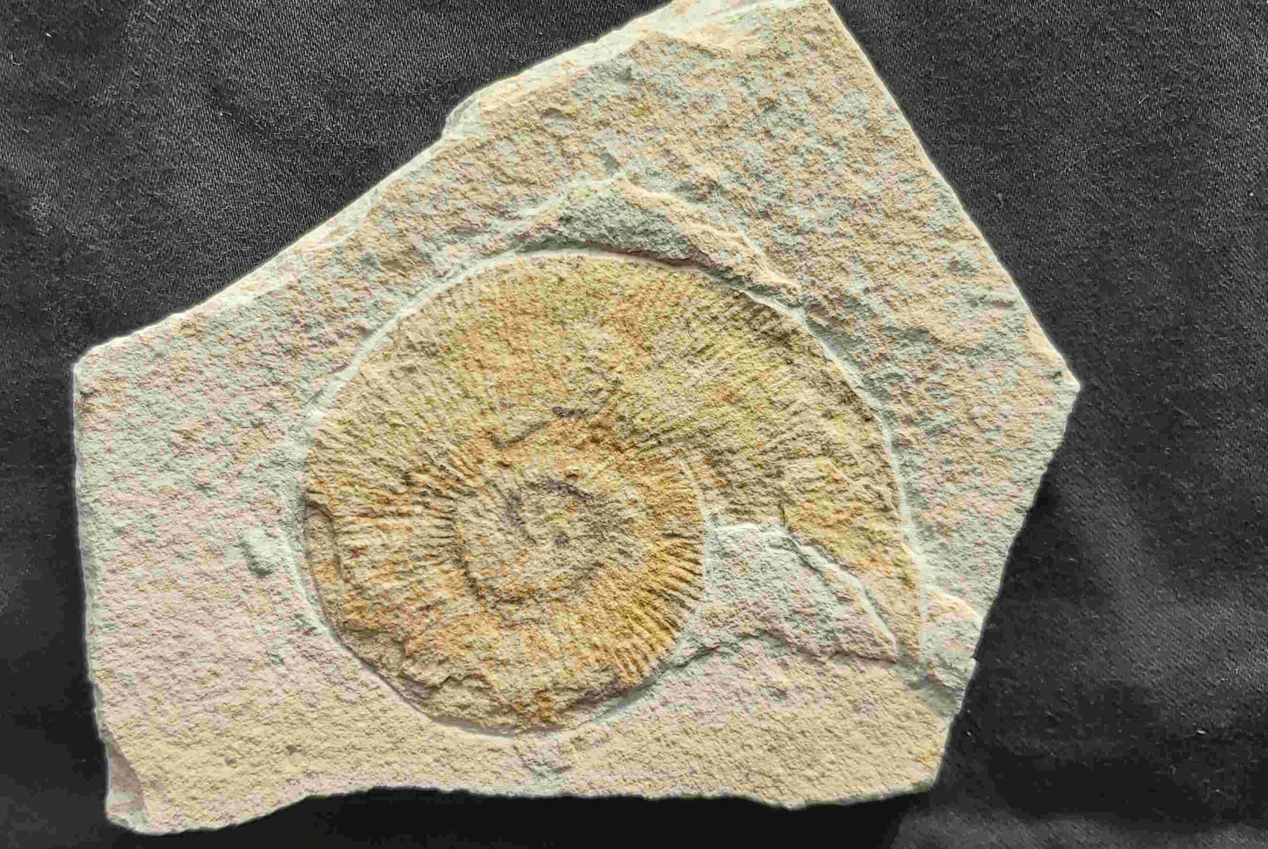 Subplanites Ammonite at the online store www.fossilcave.com