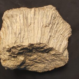 Fossil Coral Catenipora from Sweden - Image 3