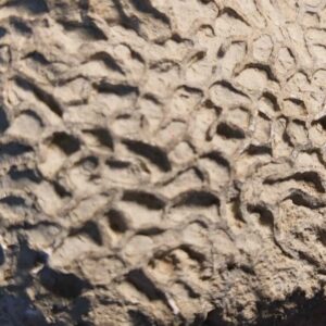Fossil Coral Catenipora from Sweden - Image 4