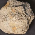 Fossil Coral Catenipora from Sweden at the online store www.fossilcave.com