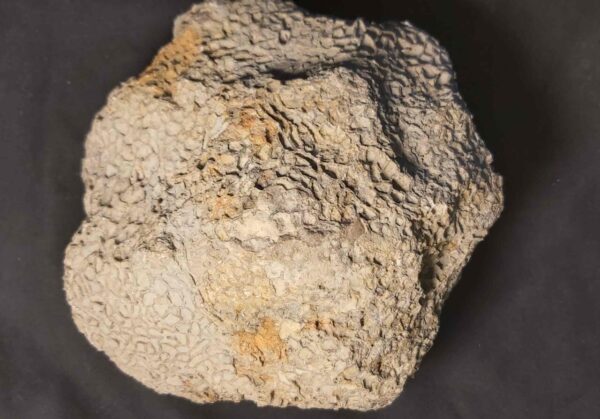 fossil Coral Catenipora from Sweden Fossil Coral Catenipora from Sweden at the online store www.fossilcave.com