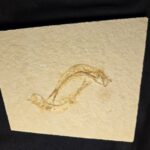 Solnhofen fossil Fish Leptolepides at the online store www.fossilcave.com