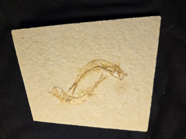 Solnhofen fossil Fish Leptolepides Solnhofen fossil Fish Leptolepides at the online store www.fossilcave.com