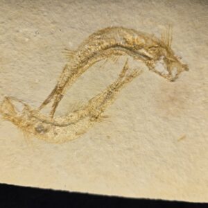 Solnhofen fossil Fish Leptolepides - Image 2
