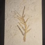 Solnhofen Fossil Conifer Brachyphyllum at the online store www.fossilcave.com for sale