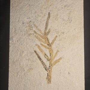 Solnhofen Fossil Conifer Brachyphyllum at the online store www.fossilcave.com for sale