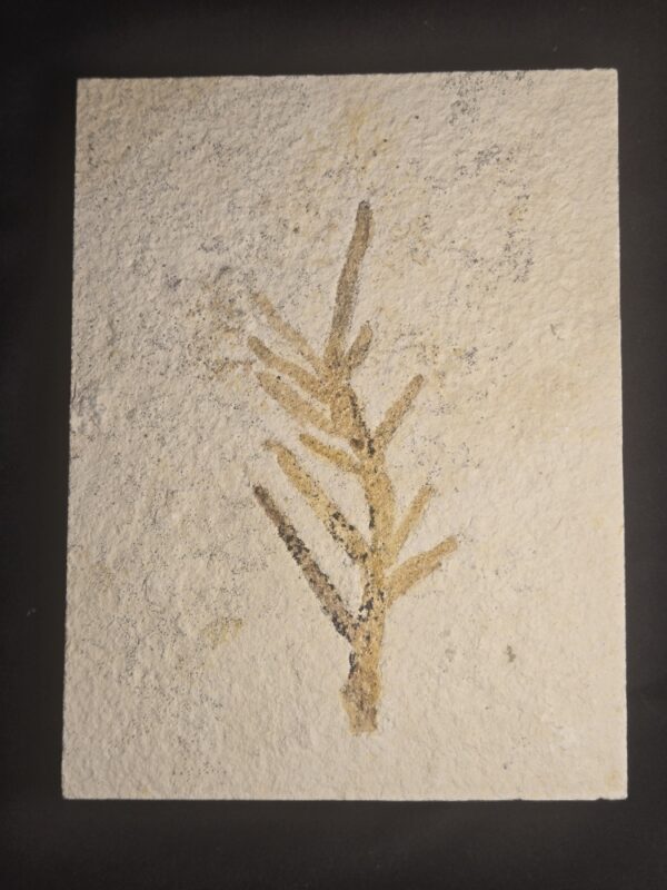 Solnhofen Fossil Conifer Brachyphyllum nepos Solnhofen Fossil Conifer Brachyphyllum at the online store www.fossilcave.com for sale