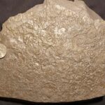 The Holzmaden Ammonite Dactylioceras commune at the online store www.fossilcave.com