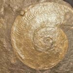 Harpoceras Ammonite for sale at the online store www.fossilcave.com