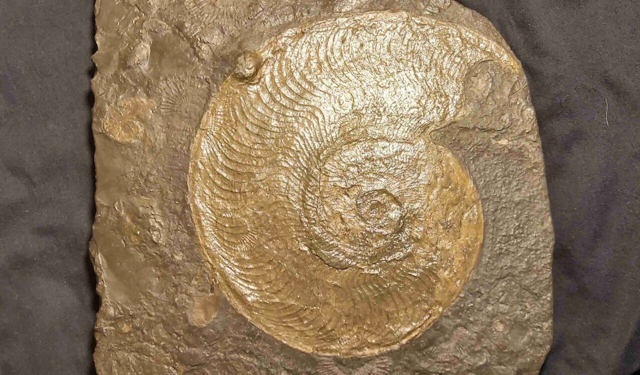 Harpoceras Ammonite for sale at the online store www.fossilcave.com