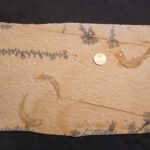 Solnhofen fossil Fish Leptolepides at the online store www.fossilcave.com