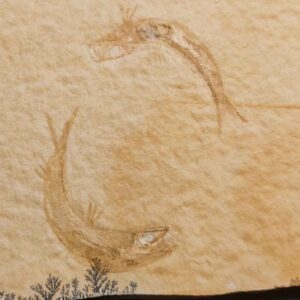 Solnhofen fossil Fish Leptolepides - Image 3