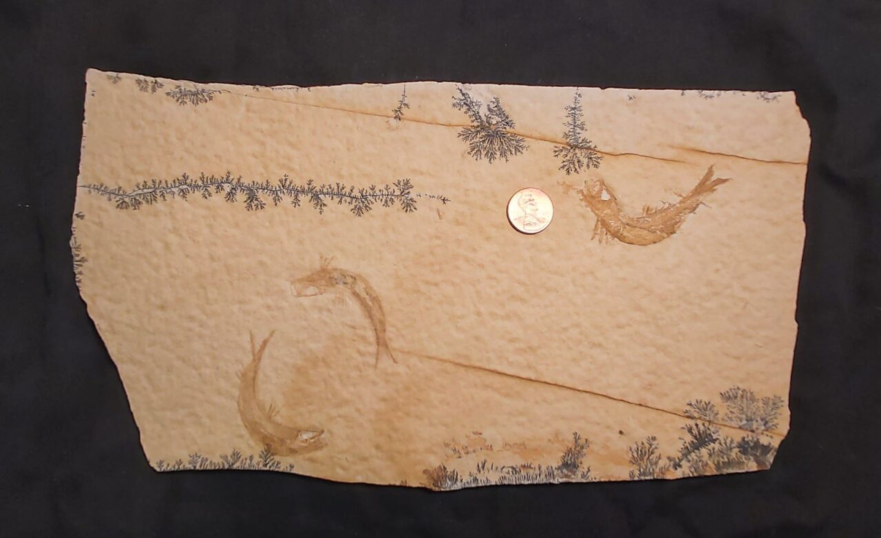 Solnhofen fossil Fish Leptolepides at the online store www.fossilcave.com