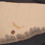 Solnhofen Fish fossil Leptolepides at the online store www.fossilcave.com