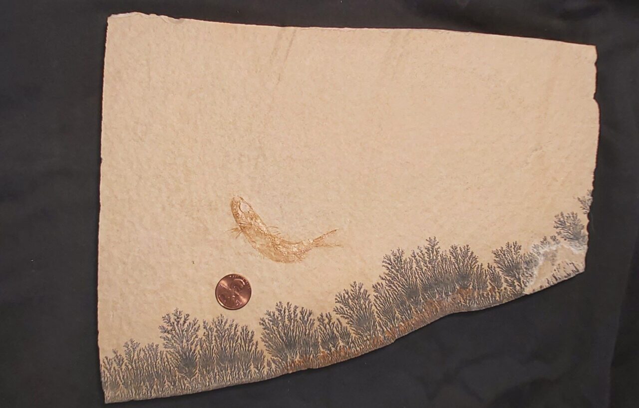 Solnhofen Fish fossil Leptolepides at the online store www.fossilcave.com