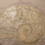 Lytoceras siemensi Ammonite from Holzmaden at the online store www.fossilcave.com