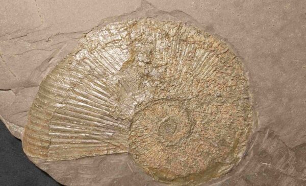 Lytoceras siemensi Ammonite from Holzmaden at the online store www.fossilcave.com