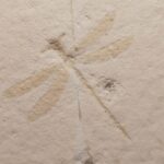 Jurassic Dragonfly Tarsophlebia minor from Solnhofen - Eichstett area at the online store www.fossilcave.com