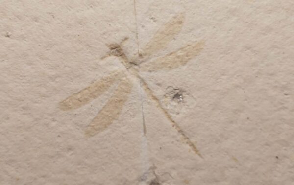 Jurassic Dragonfly Tarsophlebia minor from Solnhofen - Eichstett area at the online store www.fossilcave.com