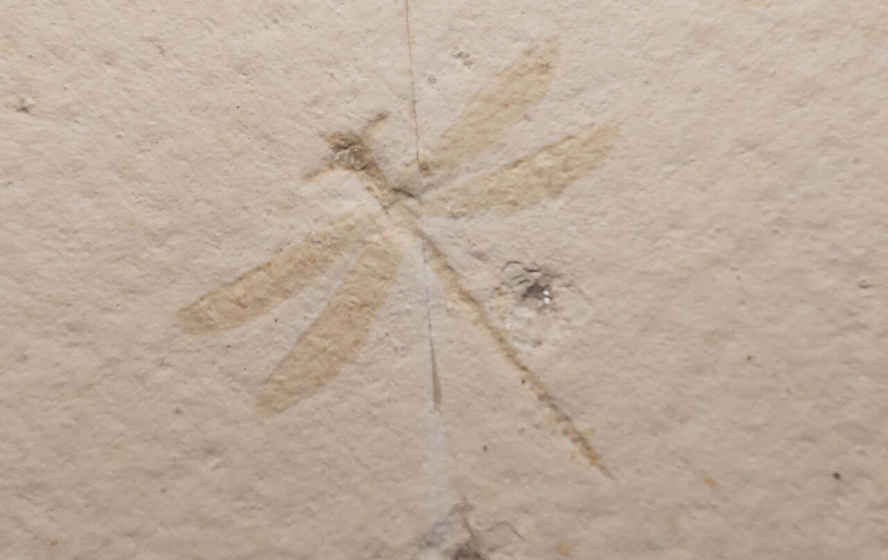 Jurassic Dragonfly Tarsophlebia minor from Solnhofen - Eichstett area at the online store www.fossilcave.com