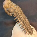 Crotalocephalina gibbus Trilobite fossil at www.fossilcave.com