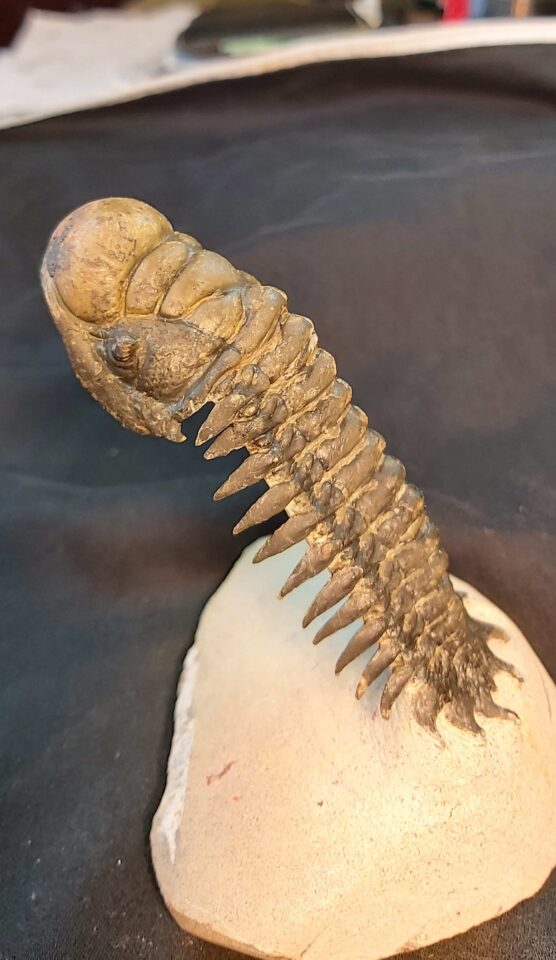 Crotalocephalina gibbus Trilobite fossil at www.fossilcave.com