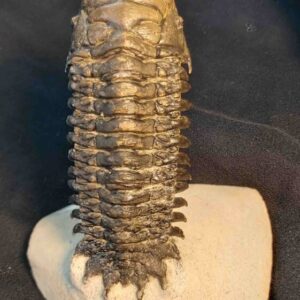 Crotalocephalina gibbus Trilobite from Morocco - Image 3