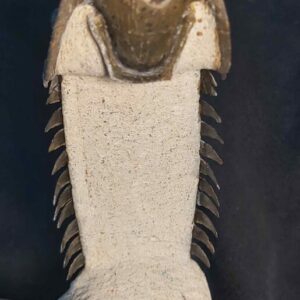 Crotalocephalina gibbus Trilobite from Morocco - Image 4