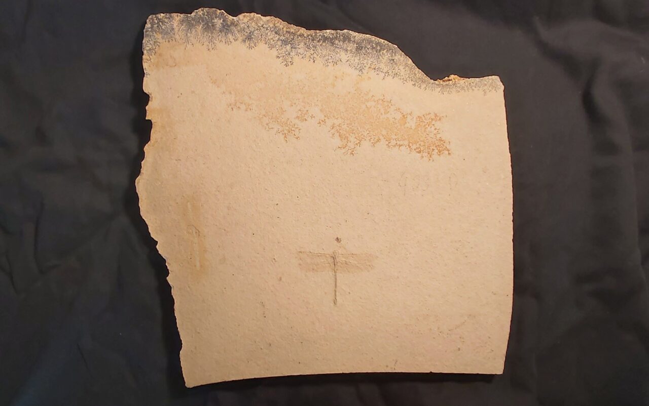 Nanogomphus sp. negative 1