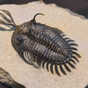 Walliserops lindoei Trilobite at the online store www.fossilcave.com