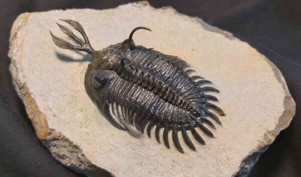 Walliserops lindoei Trilobite at the online store www.fossilcave.com
