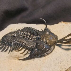 Walliserops lindoei - Image 3