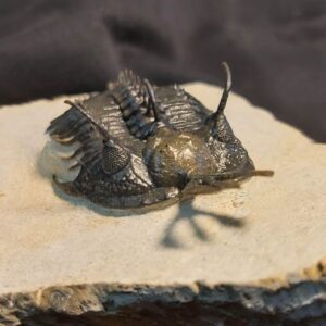 Walliserops lindoei - Image 4