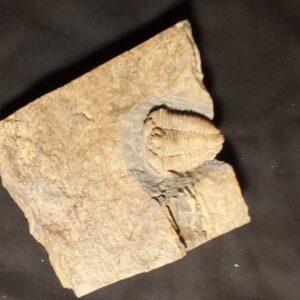 Prionocheilus mendax - Image 3