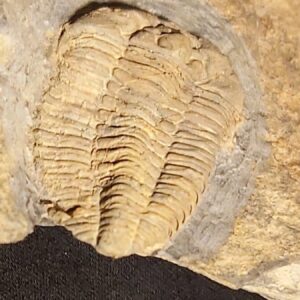 Prionocheilus mendax Trilobite fossil at the online store www.fossilcave.com