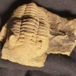 Eodalmanitina macrophtalma Trilobite