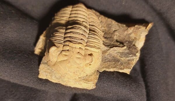 Eodalmanitina macrophtalma Trilobite