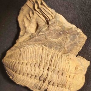 Eodalmanitina macrophtalma from France - Image 3