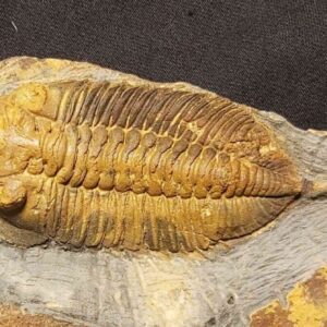 Eodalmanitina macrophtalma from the Ordovician of St. Aubin Des Chateaux in France