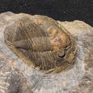 Isabelina glabrata Trilobite at the online store www.fossilcave.com