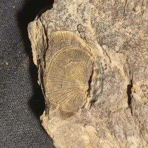 Isabelina glabrata Trilobite - Image 3