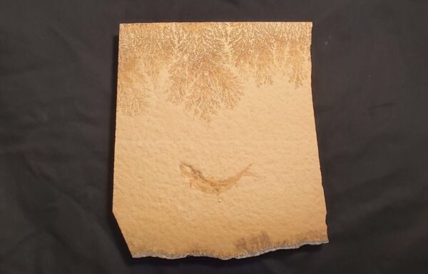 Jurassic Fish Leptolepides sprattiformis from at the online store www.fossilcave.com