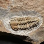 Placoparia tournemini Trilobite from France at the online store www.fosilcave.com
