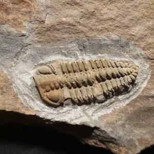 Placoparia tournemini Trilobite from France at the online store www.fosilcave.com