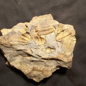 Placoparia tournemini Trilobite at the onlien store www.fossilcave.com