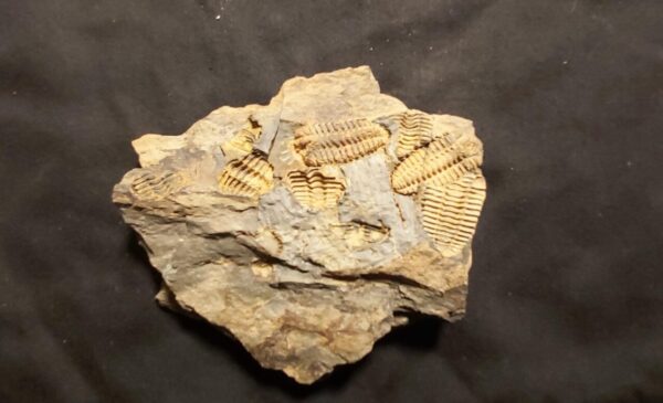 Placoparia tournemini Trilobite at the onlien store www.fossilcave.com